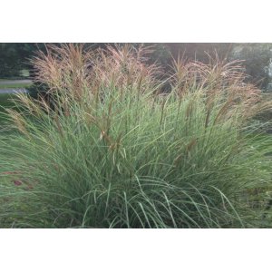 Ozdobnica čínska (Miscanthus sinensis) ´MORNING LIGHT´ kont. C1.5L